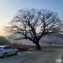 금산느티나무 이미지