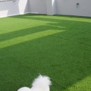 리츠펫 동탄능동점 이미지