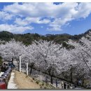 부귀리벗꽃 이미지