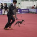 보성이탈리안그레이하운드 이미지