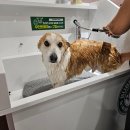 카페독스 이미지