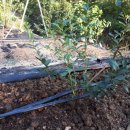 경담농장 이미지