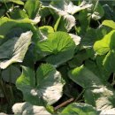 최명식농장 이미지