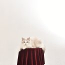 랙돌캐터리 아이돌스 전주고양이분양 이미지