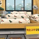 이양농업협동조합 | [20260621] 쑥섬(애도)에 수국보러 다녀왔어요