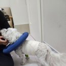 행복동물병원 이미지