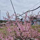 복사꽃마을 이미지