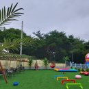 통일애견 이미지