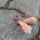 벌떡새우 이미지