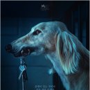 도그맨 | 뤽 베송의 2024년작 영화 도그맨 정보, 관람평, 후기