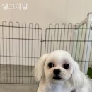 댕그라밍 이미지