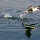 명품 갈매기 이미지