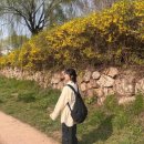 금주1교(상) | 벚꽃룩의 공식을 무시해서 생긴 일 [수원 벚꽃명소]