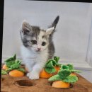 도그마루 강아지고양이 대전점 이미지