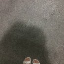 바람난강아지 이미지