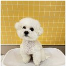 부산애견호텔 애견유치원 맘바이 서면본점 이미지