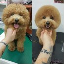 사랑해줄개 애견샵 이미지