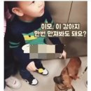 강아지 이모 이미지