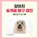 장유동물병원 | 부산 장유 슬개골탈구 수술 잘하는 동물병원 / 강아지 쩔뚝쩔뚝 / 부산 강아지 정형외과 동물병원 [24시...