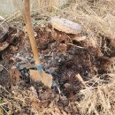 발효 퇴비 투입하다(251124) 이미지