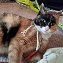 닥터에이스 동물병원 이미지