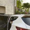 연희도그 이미지