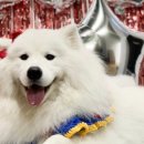 복실애견 이미지