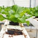 함평 SLS Farm 유럽상추 꽃상추 쌈채소 신선함 아주좋아