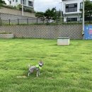 더리조트멍