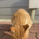 화봉GL동물병원 | 시그니처바이 반려묘용 처방식사료 캔