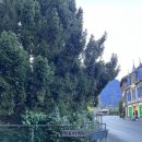 아름다운집 민박 | 스위스 두번째 숙소 한인민박 인터라겐 융프라우빌라 아이거룸 (2인실) 솔직후기 (무료조식제공, 분위기...