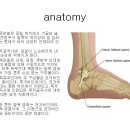 발목 염좌 재활 치료 - 필독 이미지