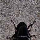 장수하늘소농장 이미지