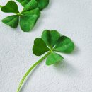 네잎클로버 이미지