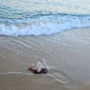 수락정김밥 | 아기랑 속초 당일치기