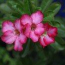 종명랜드 이미지