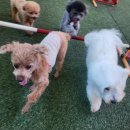 포롱도그 이미지