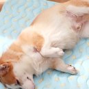 쁘띠 애견 이미지