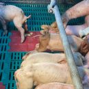 백상기농장 데일리벳
