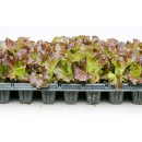 대창농약사 이미지