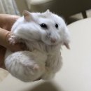 이* 이미지