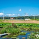 우포가시연꽃마을 이미지