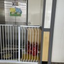 멍멍테라스 이미지