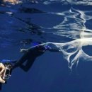 고래세상 이미지