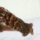 미파캐터리 이미지