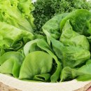 샐러드ME 이미지