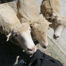 동양농장 이미지