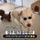 체리펜션 | 체리랑 함께하는 경주 애견동반펜션 애견독채스테이 : 아이랑 강아지랑 함께가기 좋은 펜션