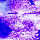 모양동물병원 이미지