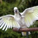 앵무세상 이미지